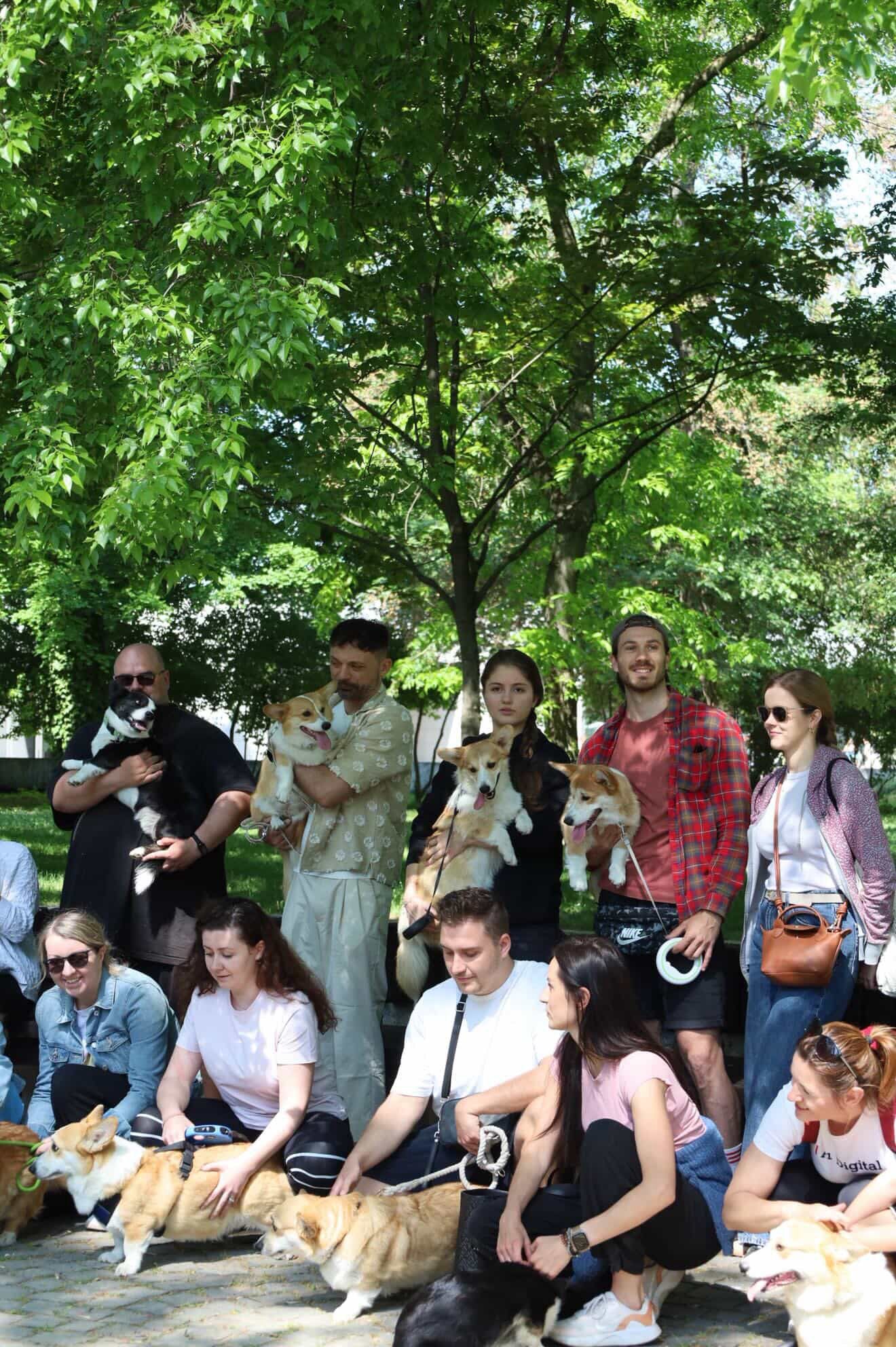 corgi meet up 31